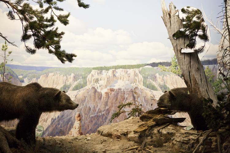 Artwork showing two bears around conifer trees above a valley.