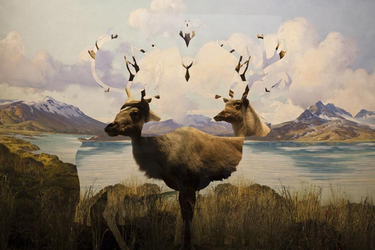 Artwork showing two elk heads emerging from a lake landscape.