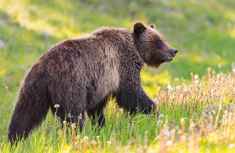 Bears in Banff National Park: What you Need to Know Before you Visit