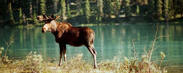 Moose spotted at Maligne Lake