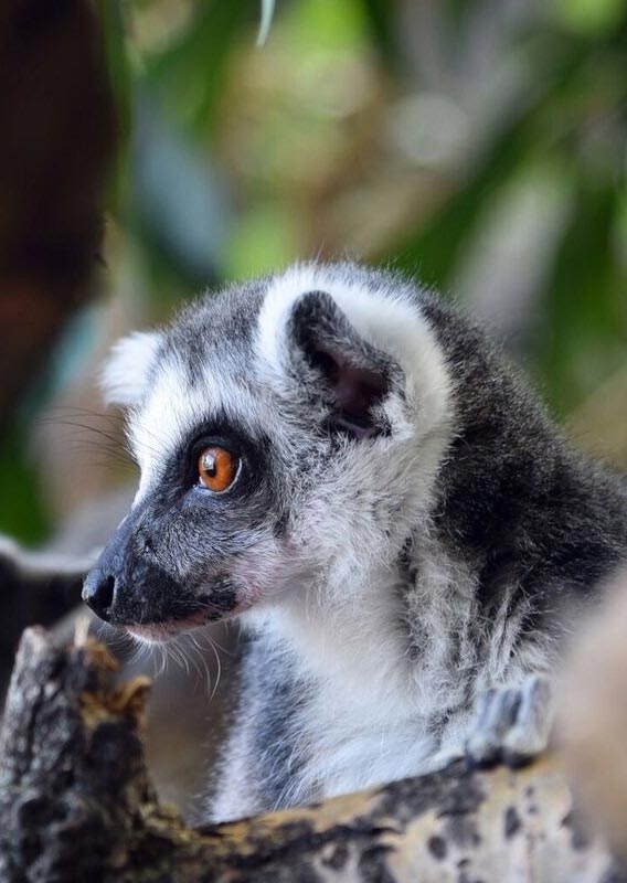 Lemur at the Calgary Zoo