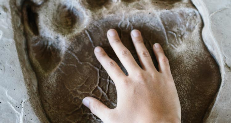A child's hand is held against an imprint of a grizzly bear paw.