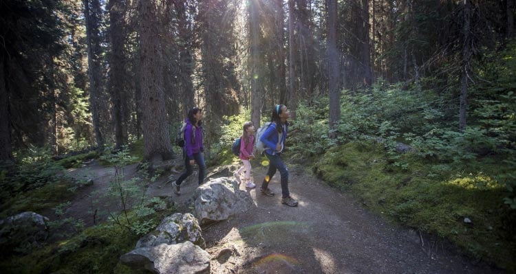 Three people walk through a forest with a thick understorey.