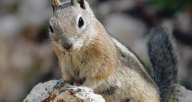 A golden-mantled ground squirrel looks over a rock.