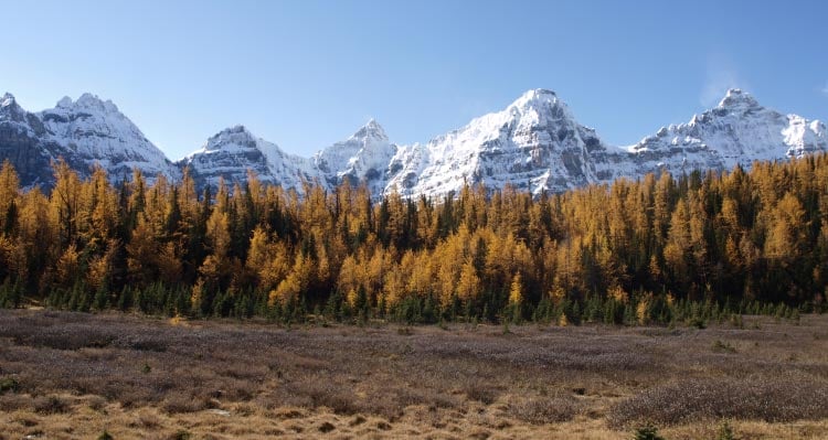 A forest of orange larch trees sit between a meadow and snow-capped mountains.