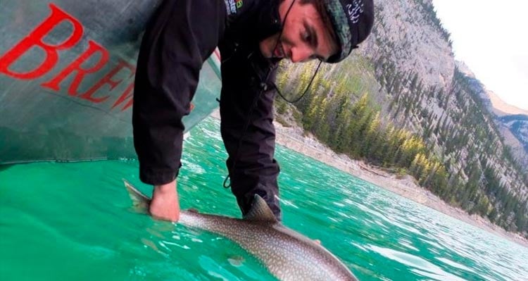 A fisher releases a trout into turquoise water.