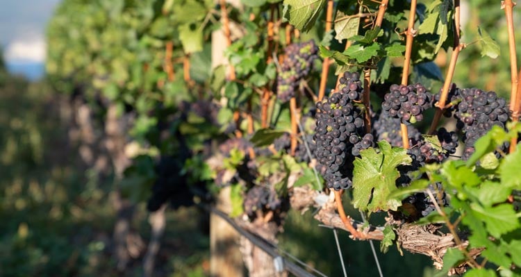 Bunches of grapes on a vine.