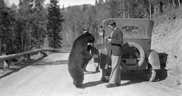 A man steps up to a black bear.