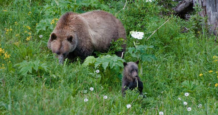 A grizzly bear mother and cub forage for plants in tall grass.