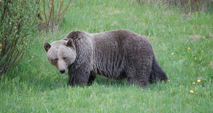 A grizzly bear walks through a grassy meadow.