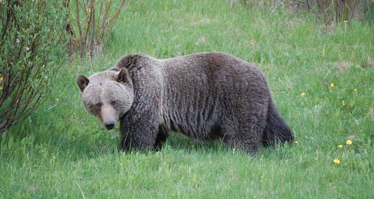 Bears in Banff National Park: What you Need to Know Before you Visit