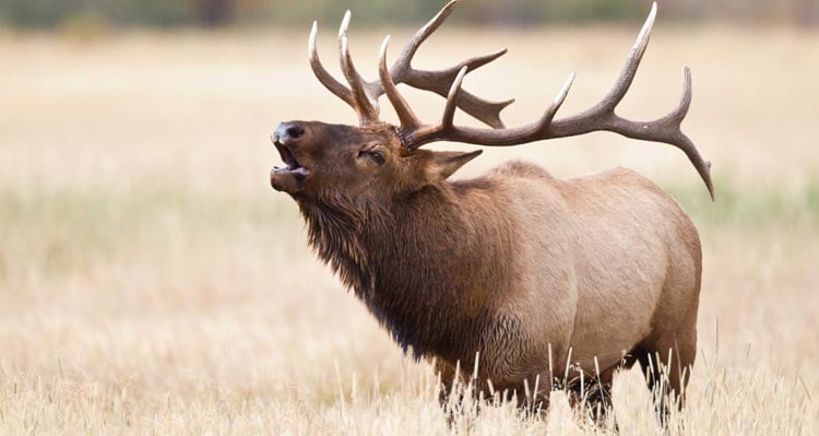 A large elk raises its head to let out a bugle.