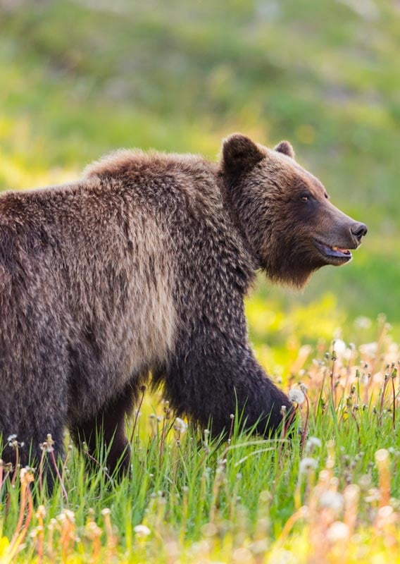 A grizzly bear walks through a meadow of grass and dandelions