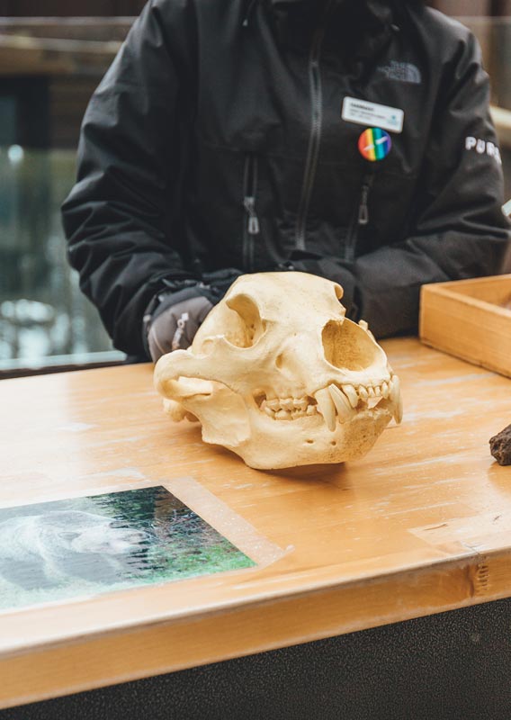 An interpretation table set up showcasing a bear skull cast and other artifacts.