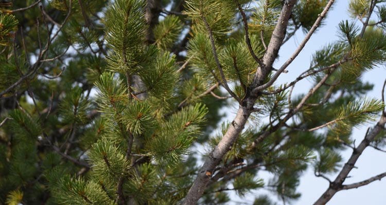 Whitebark pine tree