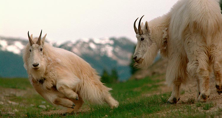 Two mountain goats