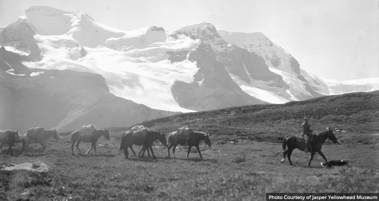 A person on horseback leads packhorses on a mountain meadow.