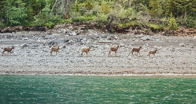 A group of bighorn sheep on a rocky lakeshore.