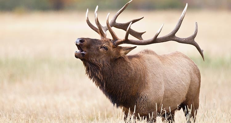 An elk stands in a field of tall grass.