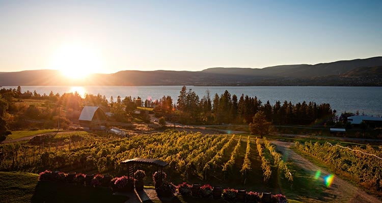 A vineyard overlooking a lake as the sun sets.