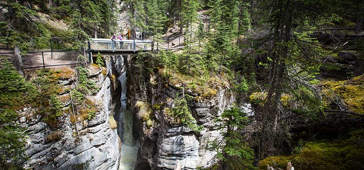 a bridge over a deep mossy canyon