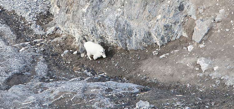 mountain goats climbing up rocky hillside