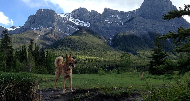 A dog stands in a meadow below a tall mountain.