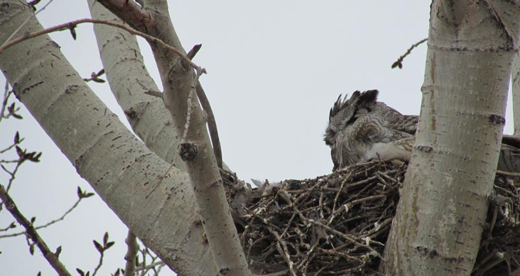 An owlet sits in a nest in a poplar tree.