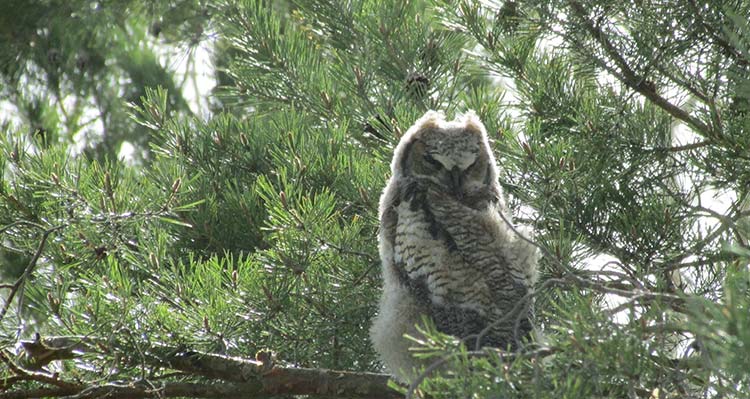 An owlet sits on a pine tree branch behind some needles.