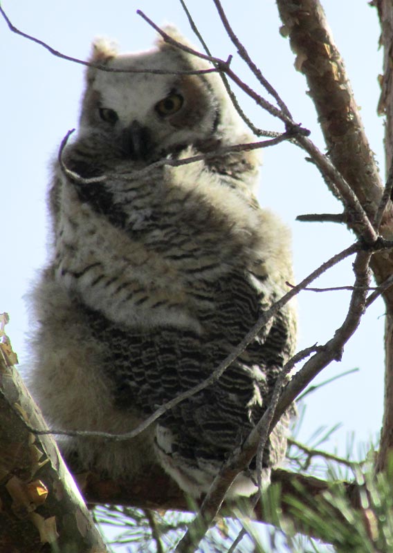 Pursuit Perspectives: Owl Be Your Neighbour