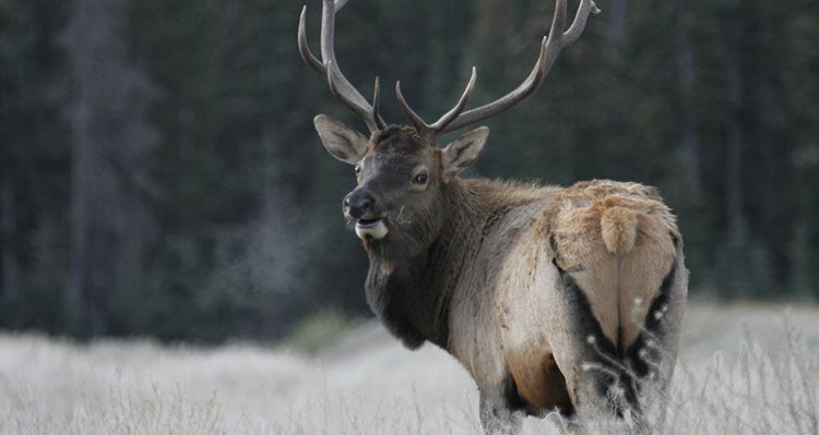 An elk stands in a meadow.