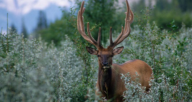 An elk eats leaves.