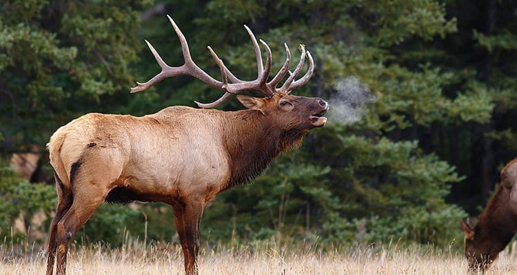 An elk in a meadow.