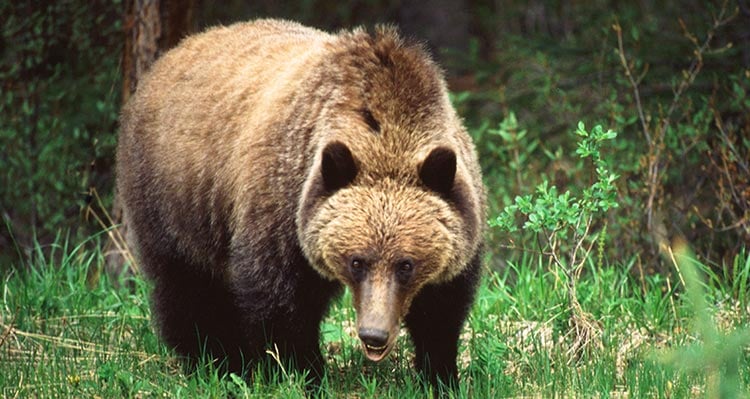 A grizzly bear in a grassy part of a forest.