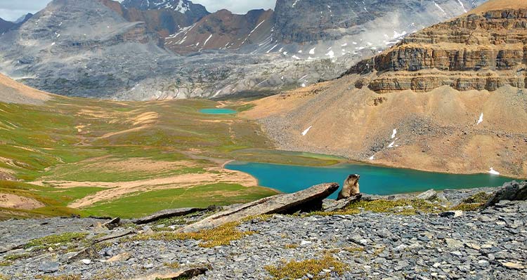 A marmot on a rocky clearing above an alpine meadow.