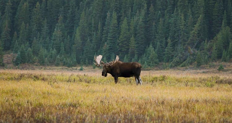 A moose in a meadow below a wooden mountainside.