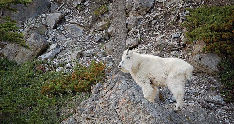 A mountain goat on a rocky mountainside.