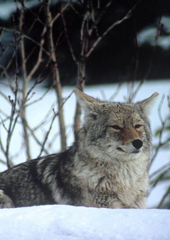 A coyote sitting on a snowy meadow.