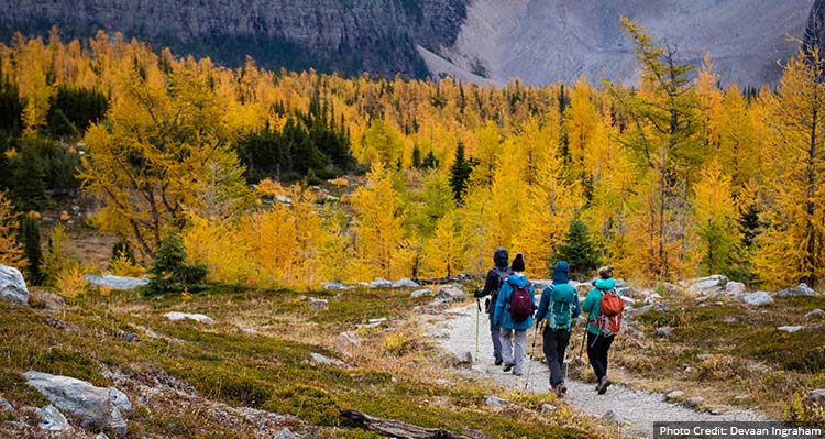 A group of people walk along a path toward a forest of green and yellow conifer trees.
