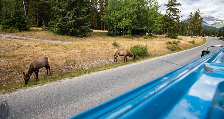 Two elk graze at a roadside edge.