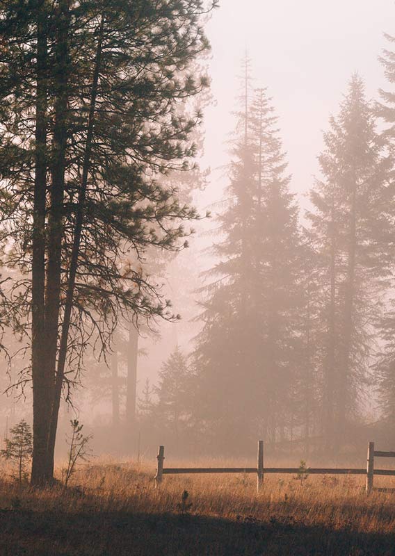 A meadow and trees with sunlight beaming through fog.