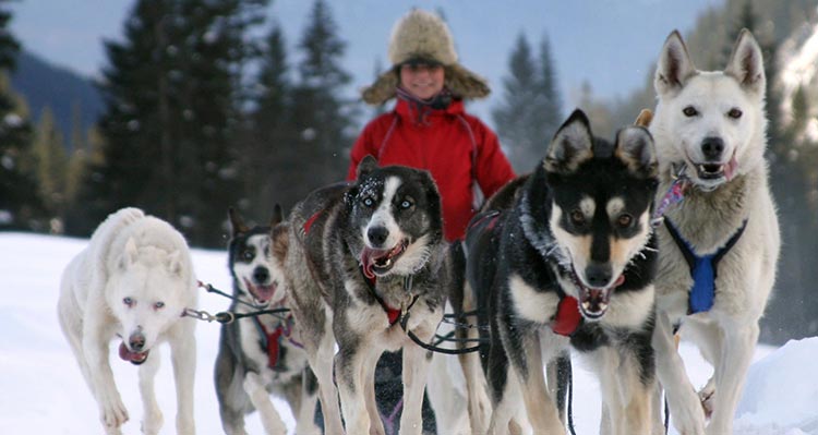 A team of dogs pull a sled across snow.