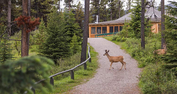A deer walks across a gravel walking path between the forest..