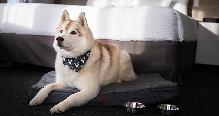 A dog sits next to a bed in a hotel room.