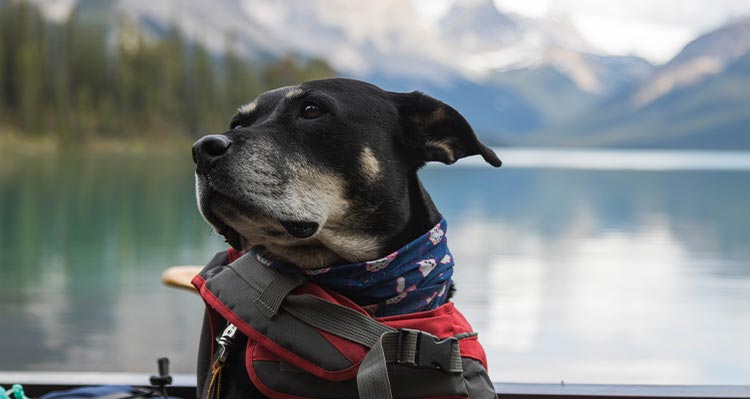 A dog sitting in a canoe floating on a lake.