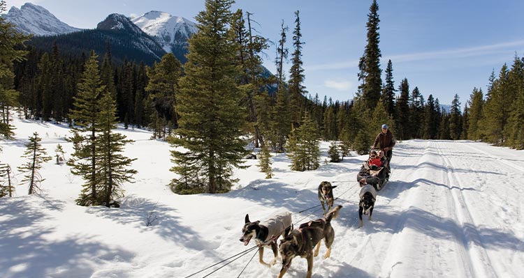 A dogsled team runs along a winter path.