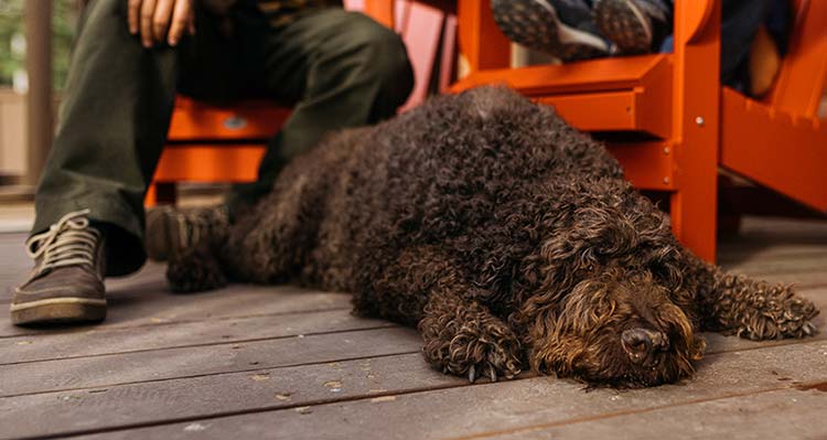 Dog relaxing on porch with humans behind him/her