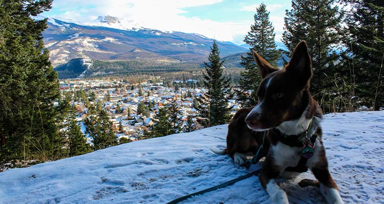A dog sitting at a snowy viewpoint above a small town below mountains.