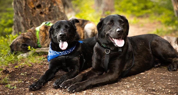 Two dogs sitting on a trail next to some trees.