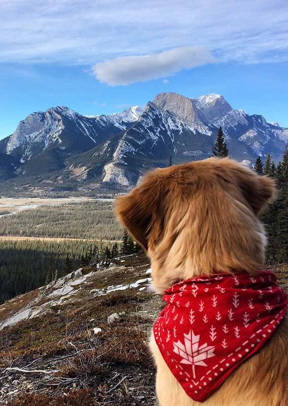 A dog sits at a viewpoint looking across a valley towards mountains.